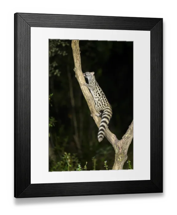 Framed Print : Common genet (Genetta genetta) Framed Print : Common genet (Genetta genetta)