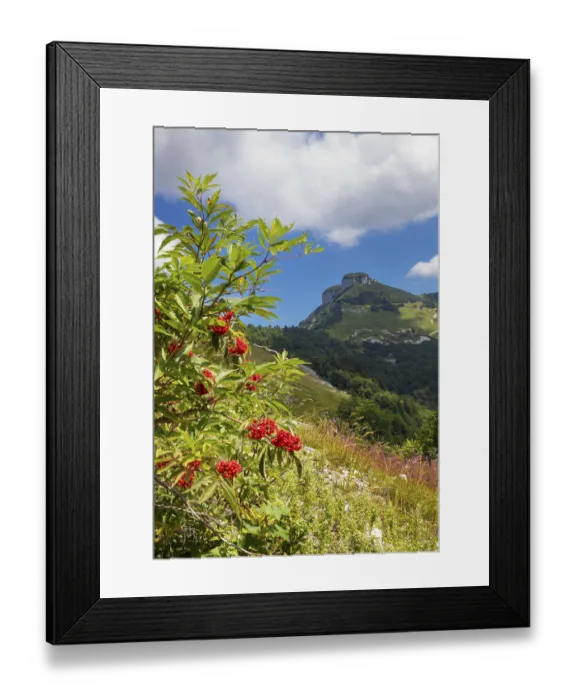 Framed Print : Red (Sambucus racemosa) elderberry bush