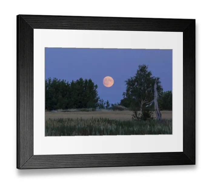 Framed Print : The full moon rises behind trees