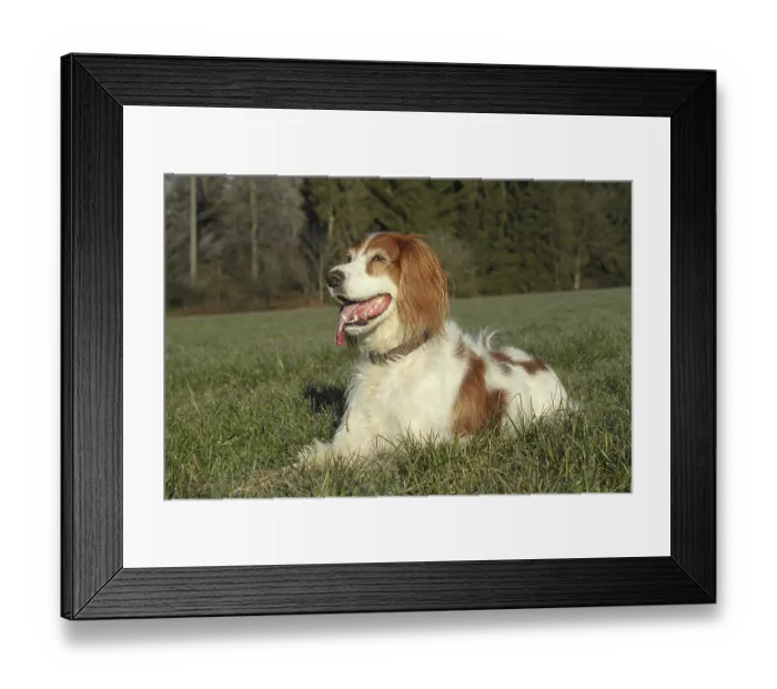 Framed Print : Hunting dog Irish Setter, Allgaeu