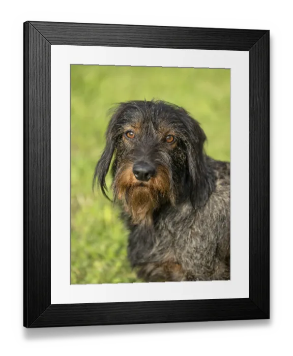 Framed Print : Rough-haired dachshund (Canis lupus familiaris) puppy Framed Print : Rough-haired dachshund (Canis lupus familiaris) puppy