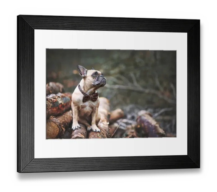 Framed Print : French Bulldog dog with elegant bow tie around neck sitting on pile of tree trunks in forest with copy space