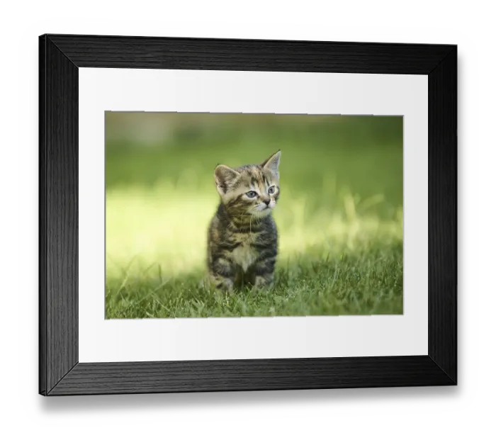 Framed Print : Bengal cat, domestic cat, kitten standing on a meadow