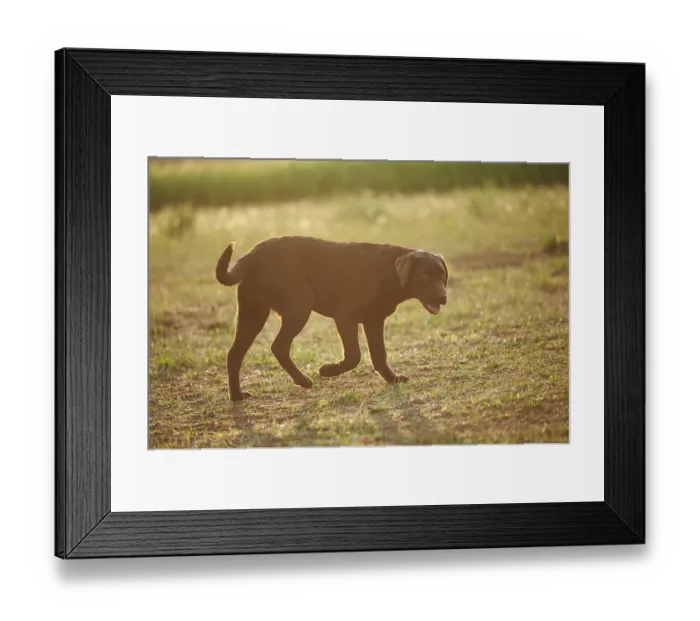 Framed Print : Close-up of a Labrador Retriever on a meadow in late summer Framed Print : Close-up of a Labrador Retriever on a meadow in late summer