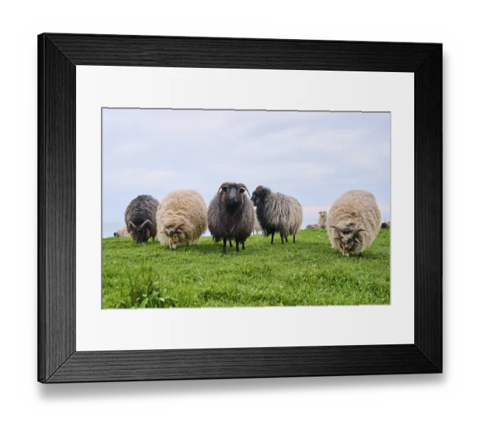 Framed Print : Domestic sheep (Ovis aries) Heidschnucke moorland sheep on a meadow Framed Print : Domestic sheep (Ovis aries) Heidschnucke moorland sheep on a meadow