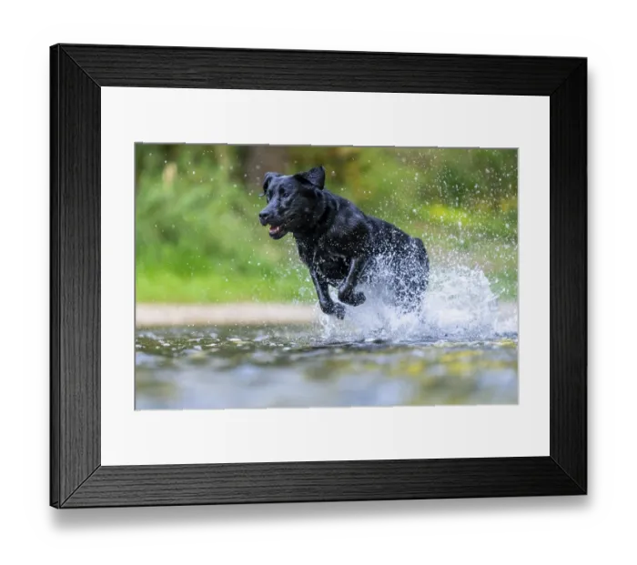 Framed Print : Labrador dog running through river Rems Framed Print : Labrador dog running through river Rems