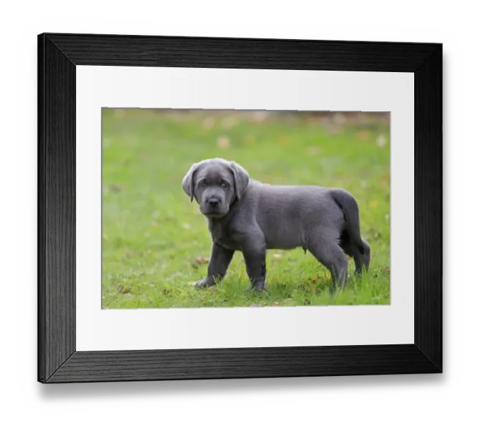 Framed Print : Labrador, puppy standing in the grass Framed Print : Labrador, puppy standing in the grass