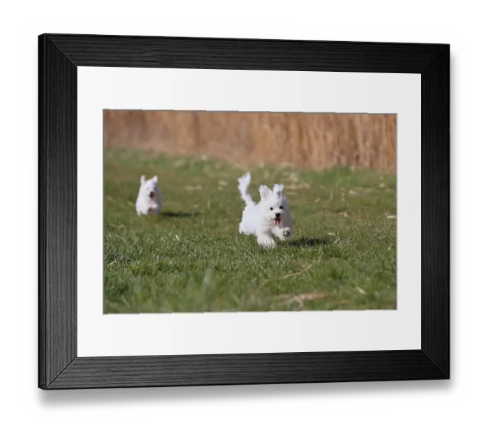 Framed Print : Maltese domestic dog (Canis lupus familiaris) Framed Print : Maltese domestic dog (Canis lupus familiaris)