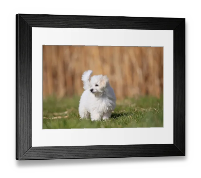 Framed Print : Maltese domestic dog (Canis lupus familiaris) Framed Print : Maltese domestic dog (Canis lupus familiaris)