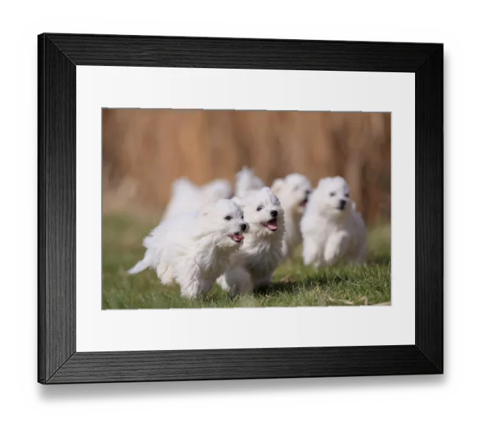 Framed Print : Maltese domestic dog (Canis lupus familiaris)