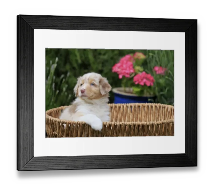 Framed Print : Australian Shepherd domestic dog (Canis lupus familiaris)
