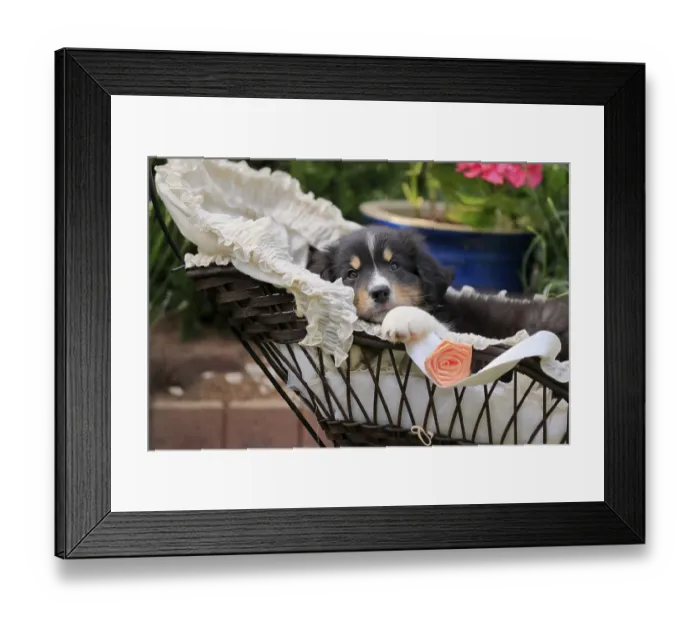 Framed Print : Australian Shepherd domestic dog (Canis lupus familiaris) Framed Print : Australian Shepherd domestic dog (Canis lupus familiaris)