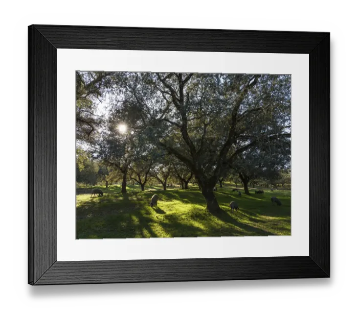 Framed Print : Grazing pigs and holm oaks (Quercus ilex) in the Sierra de Aracena