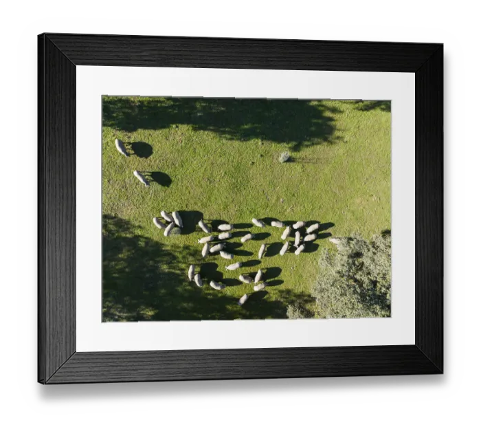 Framed Print : Grazing pigs and holm oaks (Quercus ilex) in the Sierra de Aracena