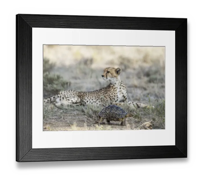 Framed Print : Leopard Tortoise (Stigmochelys pardalis) Framed Print : Leopard Tortoise (Stigmochelys pardalis)