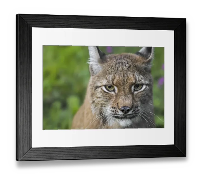 Framed Print : Eurasian lynx (Lynx lynx) close-up portrait Framed Print : Eurasian lynx (Lynx lynx) close-up portrait