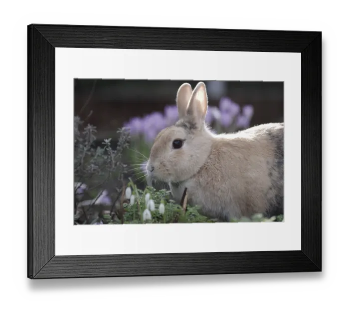 Framed Print : Rabbit (Oryctolagus cuniculus domestica)