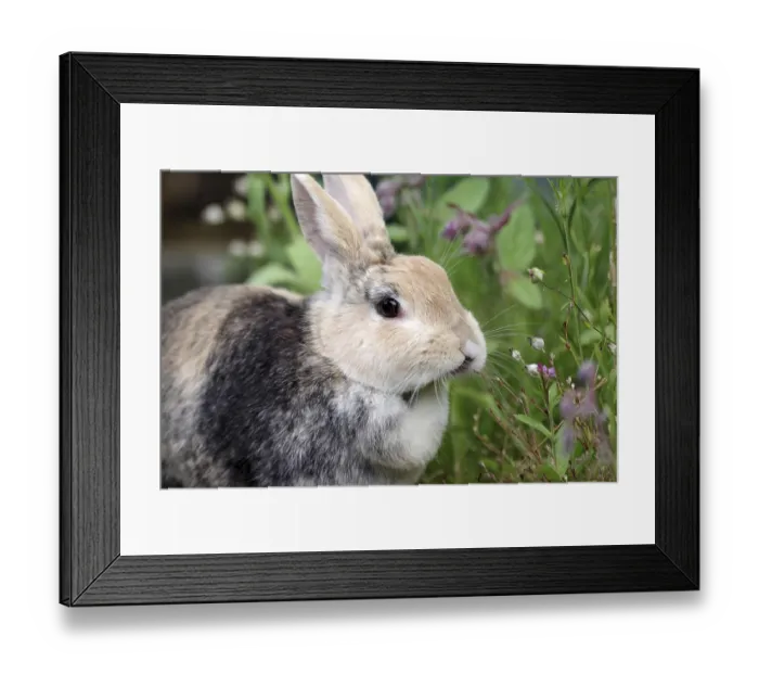 Framed Print : Rabbit (Oryctolagus cuniculus domestica)
