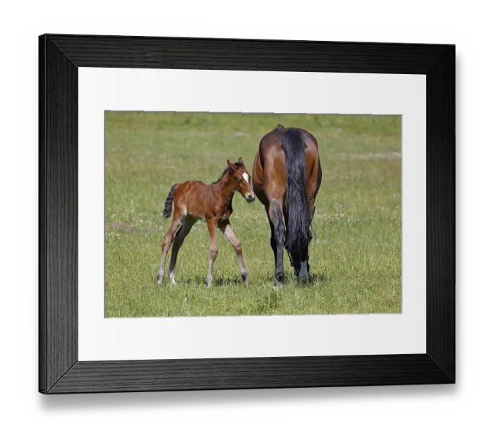 Framed Print : Horses (Equus caballus), mare and foal