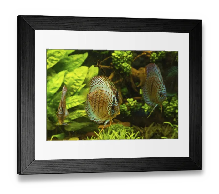Framed Print : Colorful Discus fish floating in the aquarium with decorative water plants background Framed Print : Colorful Discus fish floating in the aquarium with decorative water plants background