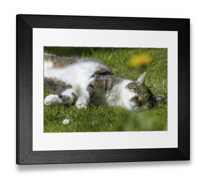 Framed Print : Snoozing and contented domestic cat (Felis catus)