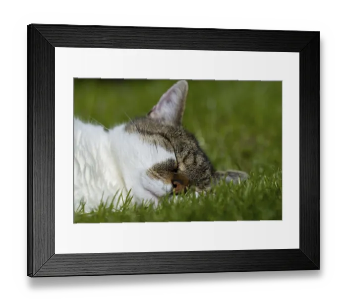 Framed Print : Snoozing and contented domestic cat (Felis catus) Framed Print : Snoozing and contented domestic cat (Felis catus)