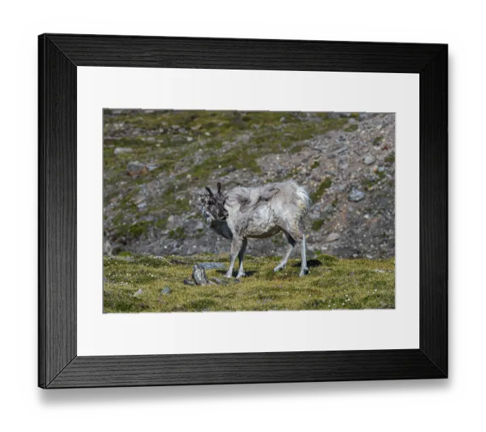 Framed Print : Svalbard reindeer (Rangifer tarandus platyrhynchus) Framed Print : Svalbard reindeer (Rangifer tarandus platyrhynchus)