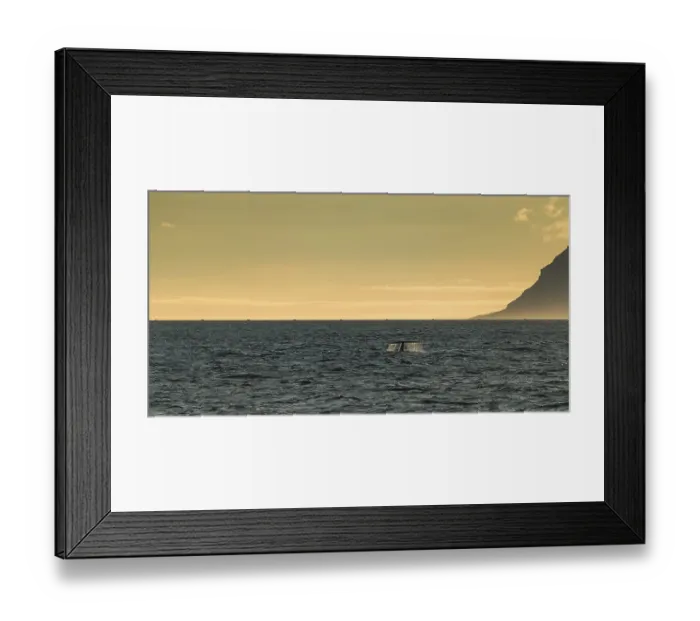 Framed Print : Blue whale (Balaenoptera musculus) diving down