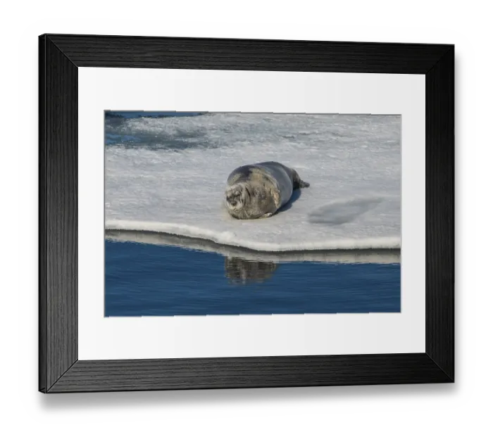 Framed Print : Ringed seal (Pusa hispida) lying on an ice floe Framed Print : Ringed seal (Pusa hispida) lying on an ice floe