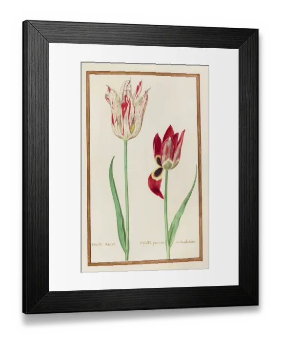 Framed Print : Tulips, Historical, digitally enhanced reproduction from Theatrum florae (1624) by Daniel Rabel (1578 - 1637) Framed Print : Tulips, Historical, digitally enhanced reproduction from Theatrum florae (1624) by Daniel Rabel (1578 - 1637)