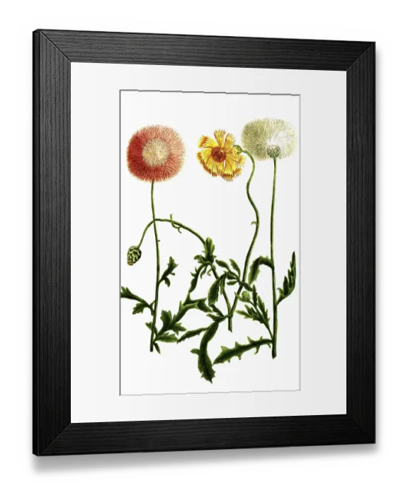 Framed Print : Variations of the cornflower, a Framed Print : Variations of the cornflower, a