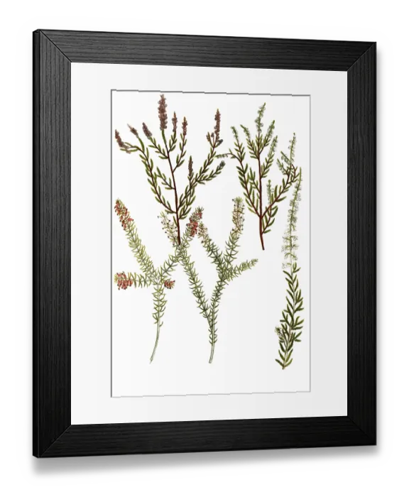 Framed Print : A. Erica vulgaris, broom heather, b
