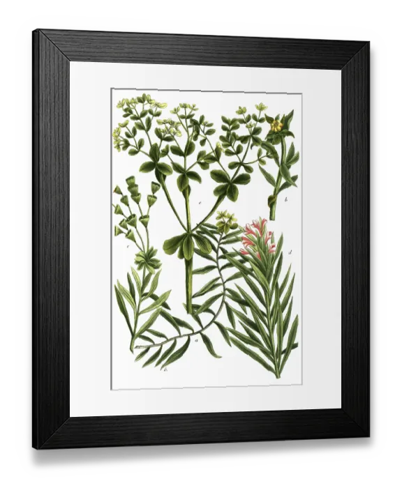 Framed Print : Spurges, a. Esula sicula, b. Esula caule crasso