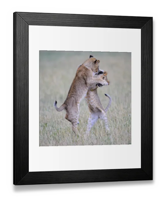 Framed Print : Lion (Panthera leo), playing cubs Framed Print : Lion (Panthera leo), playing cubs