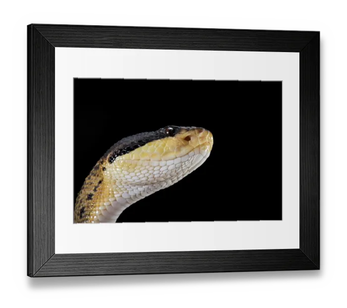 Framed Print : Black headed bushmaster (Lachesis melanocephala) Costa Rica Framed Print : Black headed bushmaster (Lachesis melanocephala) Costa Rica