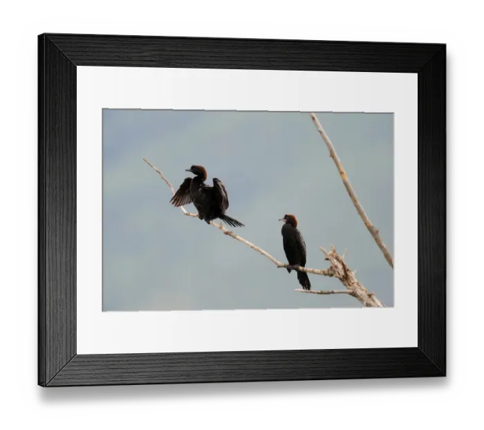 Framed Print : Pygmy Cormorants (Phalacrocorax pygmaeus) perched on branch Framed Print : Pygmy Cormorants (Phalacrocorax pygmaeus) perched on branch