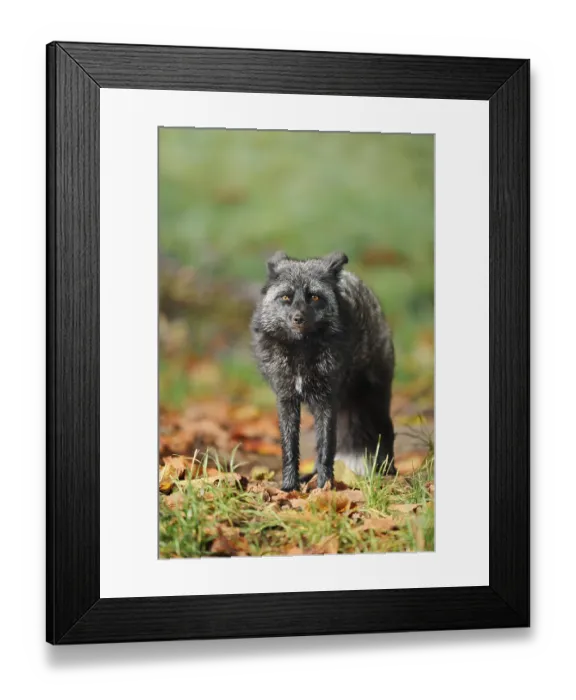 Framed Print : Red fox (Vulpes vulpes), silver phase or silver fox in autumn