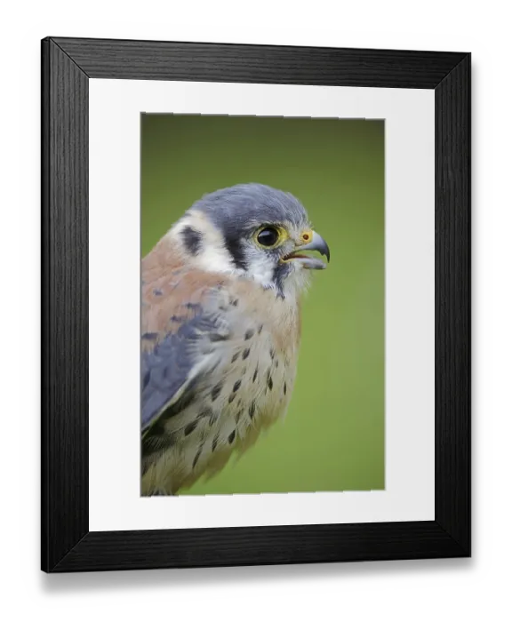 Framed Print : American Kestrel (Falco sparverius) Framed Print : American Kestrel (Falco sparverius)