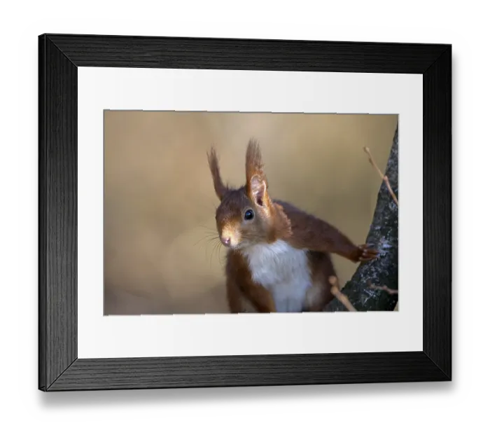 Framed Print : Eurasian red squirrel (Sciurus vulgaris) Framed Print : Eurasian red squirrel (Sciurus vulgaris)