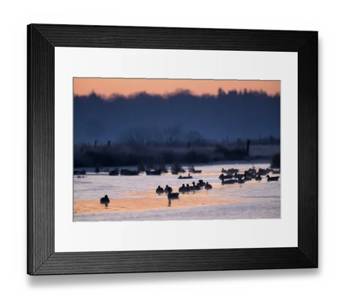 Framed Print : White-fronted Goose (Anser albifrons)