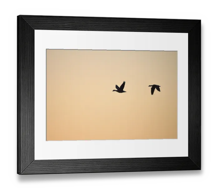 Framed Print : White-fronted goose (Anser albifrons) Framed Print : White-fronted goose (Anser albifrons)