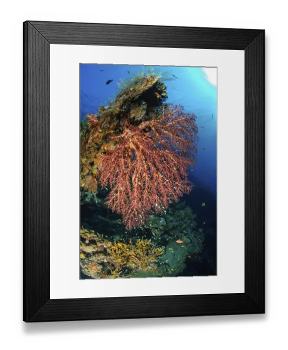 Framed Print : Large sprawling soft coral (Dendronephthya) growing on wreck part of sunken US-American shipwreck USS Liberty Framed Print : Large sprawling soft coral (Dendronephthya) growing on wreck part of sunken US-American shipwreck USS Liberty