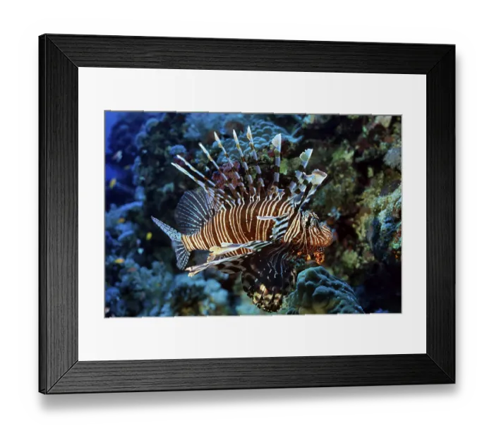 Framed Print : Predator Common lionfish (Pterois miles)