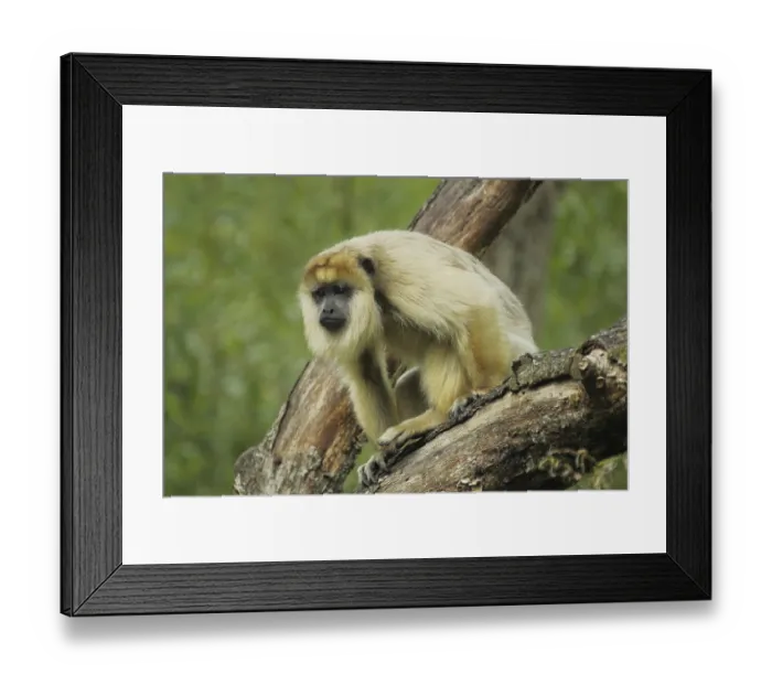 Framed Print : Black howler (Alouatta caraya)