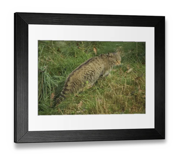 Framed Print : Wildcat (Felis silvestris), grass, look, captive Framed Print : Wildcat (Felis silvestris), grass, look, captive