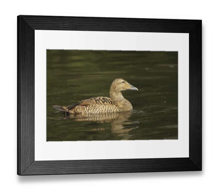 Framed Print : Common Eider (Somateria mollissima)