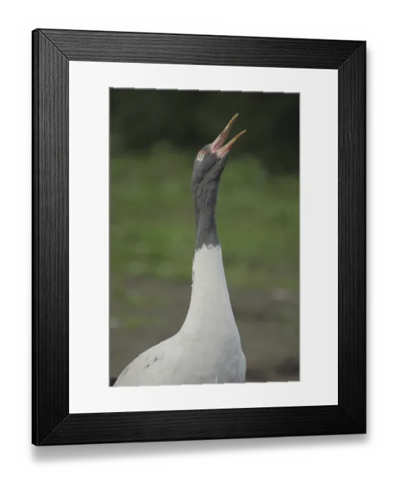 Framed Print : Black-necked Crane (Grus nigricollis) Framed Print : Black-necked Crane (Grus nigricollis)