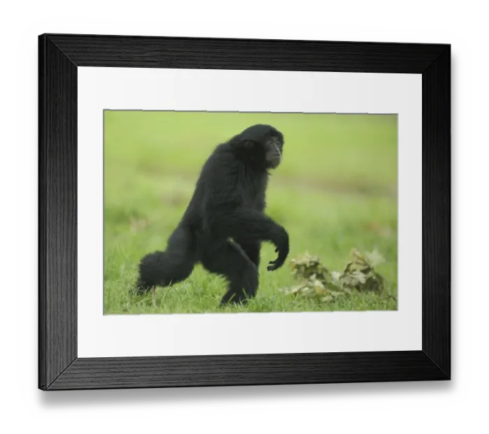 Framed Print : Siamang (Hylobates syndactylus) Framed Print : Siamang (Hylobates syndactylus)