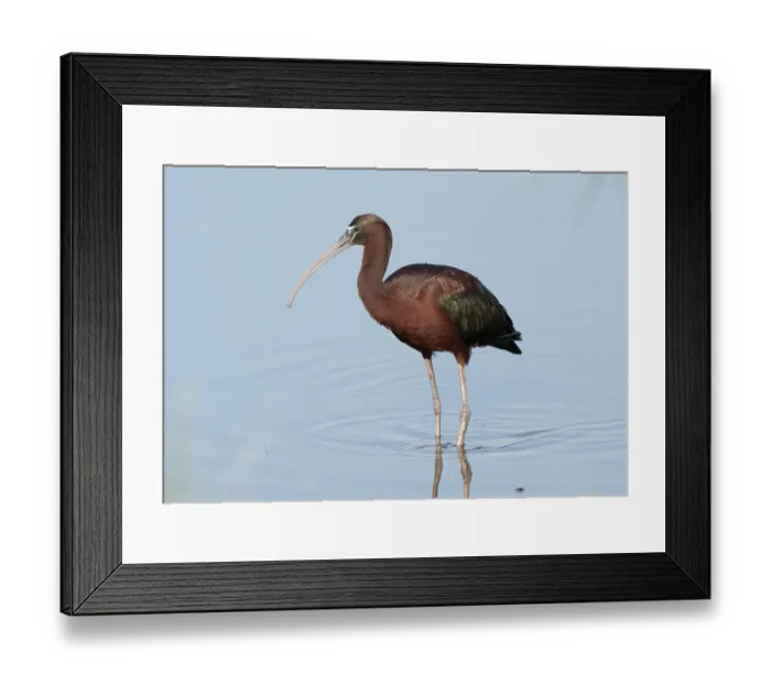 Framed Print : Glossy Ibis (Plegadis falcinellus)