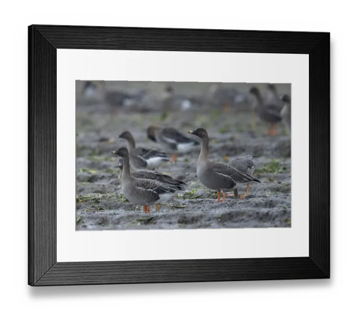 Framed Print : Bean goose (Anser fabalis), Tundrasa goose